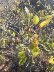 Bursera epinnata