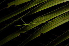 Apterograeffea reunionensis