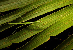 Apterograeffea reunionensis