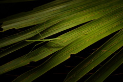 Apterograeffea reunionensis