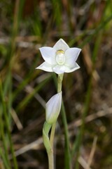 Thelymitra pallidiflora