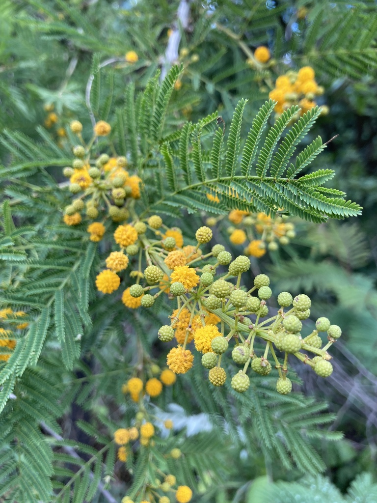 Corkbark Thorn