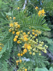 Vachellia davyi