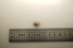 Harmogenanina argentea