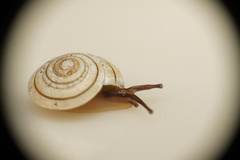 Harmogenanina argentea