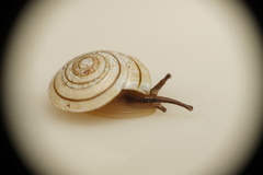 Harmogenanina argentea