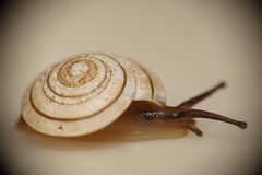 Harmogenanina argentea