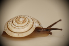 Harmogenanina argentea