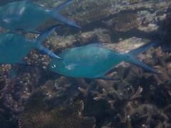 Trachinotus coppingeri