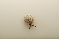 Harmogenanina argentea