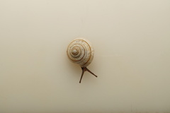 Harmogenanina argentea