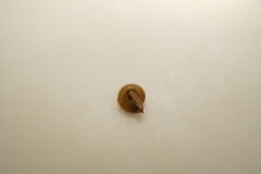Harmogenanina argentea