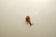 Harmogenanina argentea