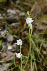 Thelymitra pallidiflora