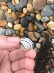 Austrocochlea constricta