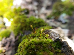 Macromitrium brevicaule