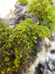 Macromitrium brevicaule