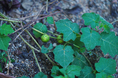 Solanum aculeatissimum