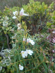 Euphrasia cuneata