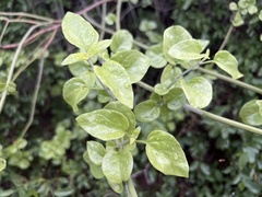 Justicia californica