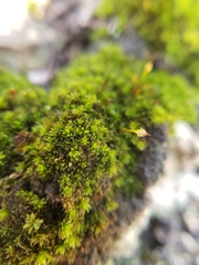 Macromitrium brevicaule