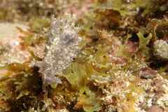 Stylocheilus polyomma