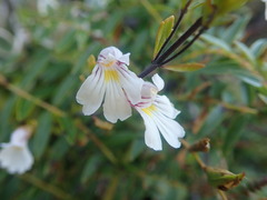 Euphrasia cuneata