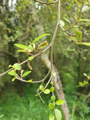 Streblus heterophyllus