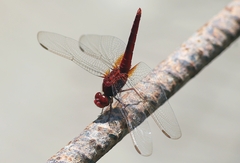 Urothemis signata