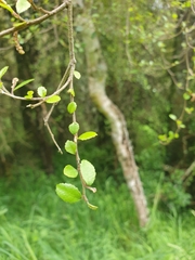 Streblus heterophyllus