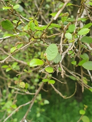 Streblus heterophyllus