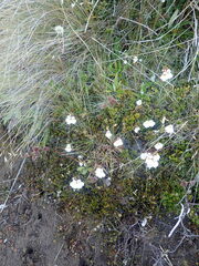 Euphrasia cuneata