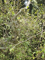 Streblus heterophyllus