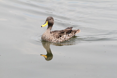 Anas undulata undulata