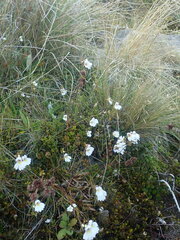 Euphrasia cuneata