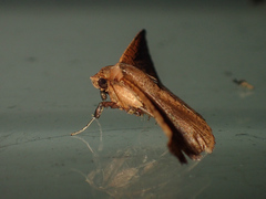 Striglina duplicifimbria