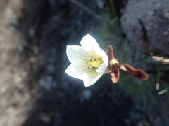 Gentianella bellidifolia