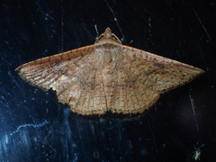 Striglina duplicifimbria