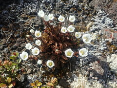 Gentianella bellidifolia