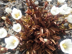Gentianella bellidifolia