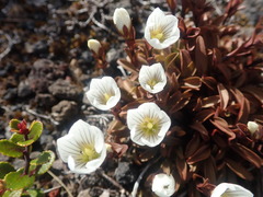 Gentianella bellidifolia