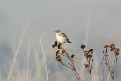 Cisticola juncidis terrestris