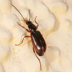 Agonum thoreyi