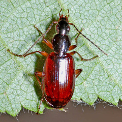 Agonum thoreyi