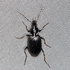 Agonum lugens