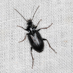 Agonum lugens