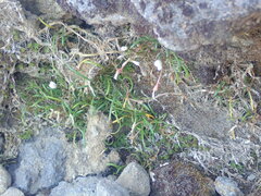 Montia campylostigma