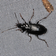Agonum lugens