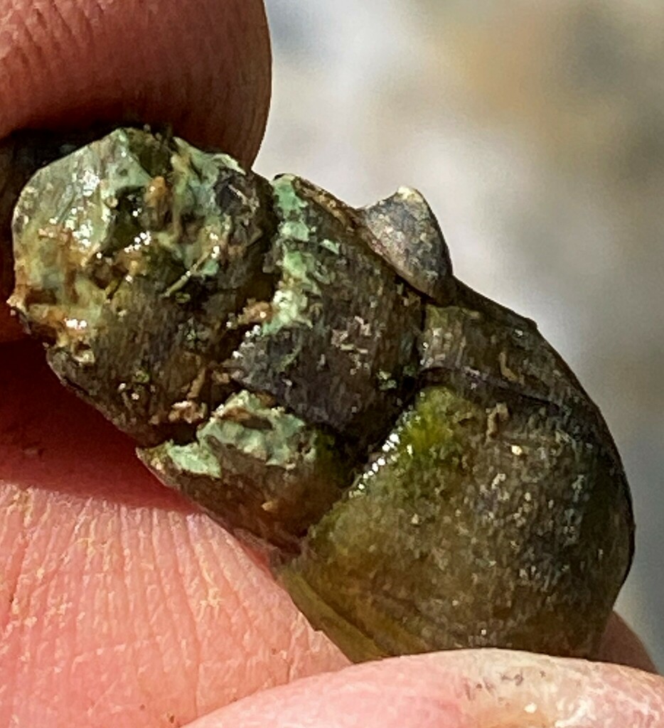 Rhodacmea