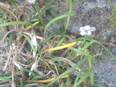 Montia campylostigma